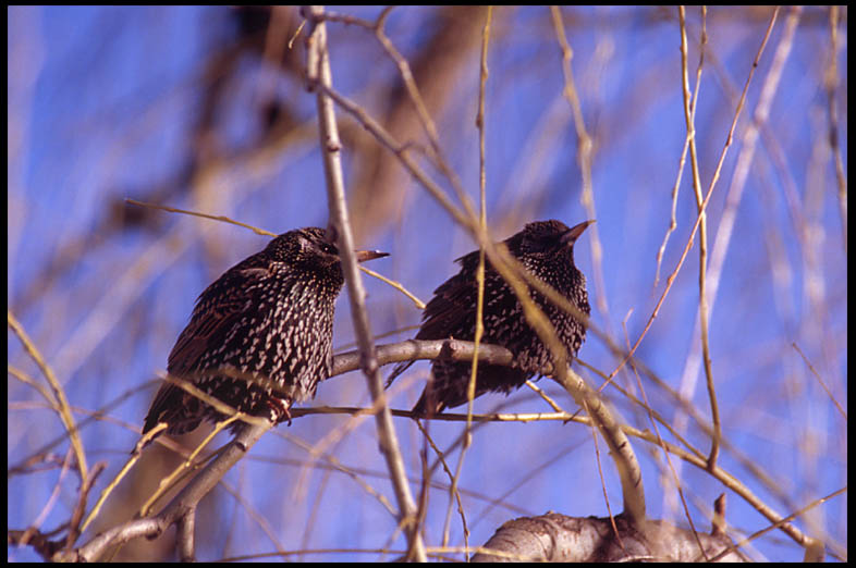 Birds, Boston Common, 2000